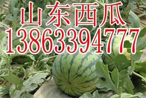 今日宿州收瓜行情,今日瓜价走势解析