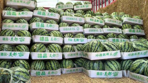 郑州麒麟瓜今日价格,品质之选，价格亲民