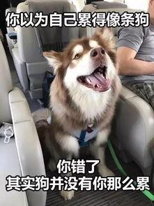 网红狗哥爆料吃瓜,揭秘娱乐圈吃瓜大事件！