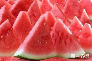 陕西麒麟瓜今日行情,丰收季喜讯连连，价格稳中有升！”