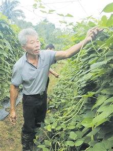 瓜菜类今日价格,市场行情一览