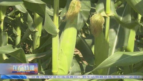 瓜菜类今日价格,市场行情一览