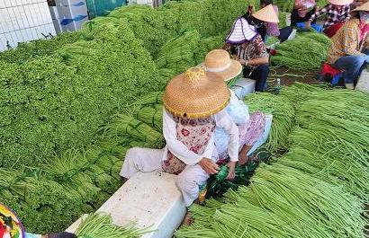 瓜菜类今日价格,市场行情一览