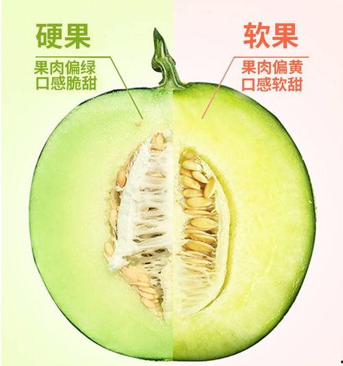 上热门 网纹蜜瓜好评,夏日消暑佳品推荐
