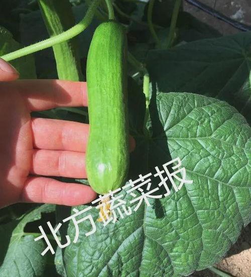 十月热门小瓜,盘点那些刷屏的“小瓜”瞬间