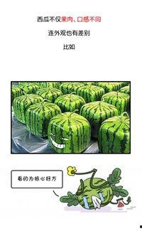 黑瓜吃料历史回顾图片,一场视觉盛宴的回顾