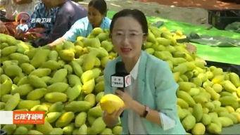 今日云南高校的瓜,揭秘今日校园热点事件