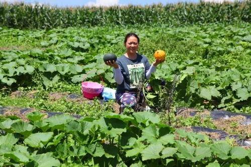 恩施热门大瓜种植地,探寻绿色生态农业新地标