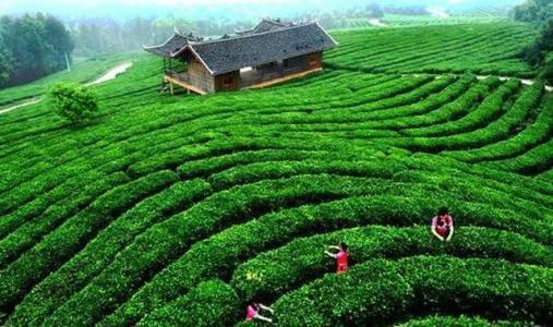 恩施热门大瓜种植地,探寻绿色生态农业新地标