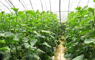 恩施热门大瓜种植地,探寻绿色生态农业新地标