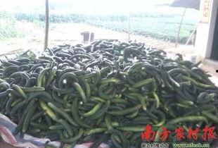 瓜菜价格今日价,涨跌波动，市场动态一览”