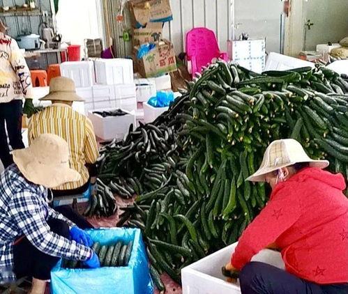 瓜菜价格今日价,涨跌波动，市场动态一览”