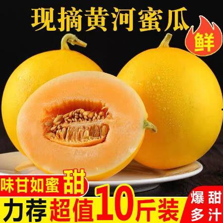 今日金红宝瓜价格,今日市场行情一览