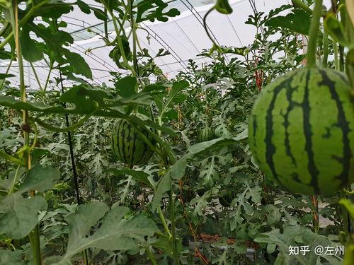 弥渡今日小瓜价格,市场行情一览