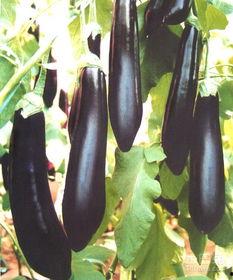 茄瓜价格今日价,市场行情一览”