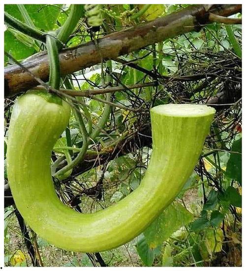 今日吃瓜往日吃瓜的意思,一场全民娱乐的演变之旅