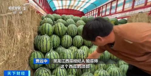 海南今日瓜价行情