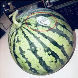 最新热门网红吃瓜,揭秘娱乐圈最新热点事件