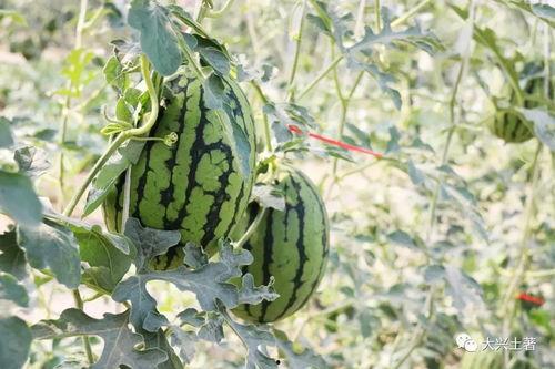 最新热门网红吃瓜,揭秘娱乐圈最新热点事件