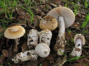 吃瓜爆料黑料蘑菇视频,蘑菇视频背后的黑料风云