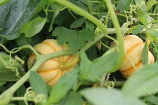 小瓜的热门歌曲大全,旋律动人，情感共鸣