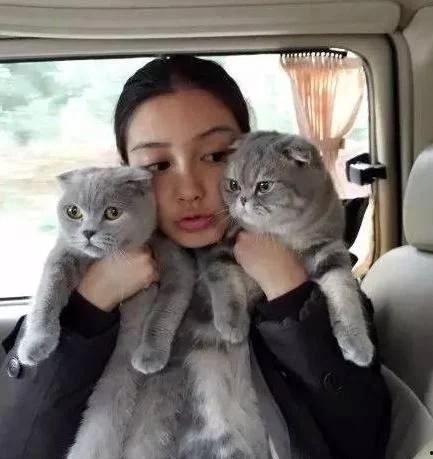 明星网红养的猫,明星网红们的爱宠猫咪大盘点