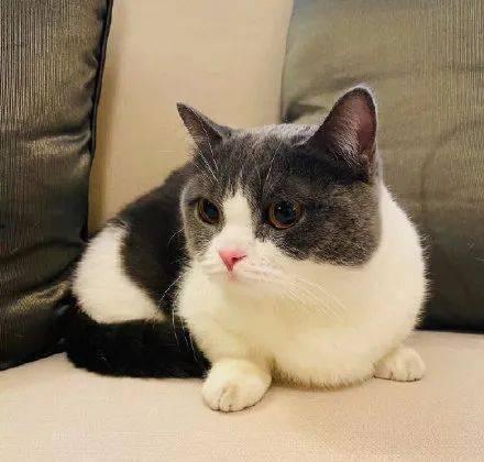 明星网红养的猫,明星网红们的爱宠猫咪大盘点