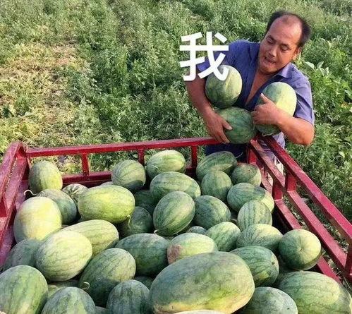 娱乐圈的瓜可以吃,揭秘明星幕后故事