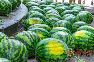 全国各大高校吃瓜黑料,揭秘全国各大高校那些鲜为人知的吃瓜黑料