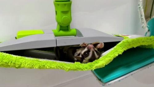 佳佳拖把定制黑料吃瓜,揭秘网红产品背后的真相