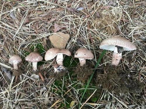 吃瓜反差在线黑料蘑菇,揭秘蘑菇背后的黑料真相