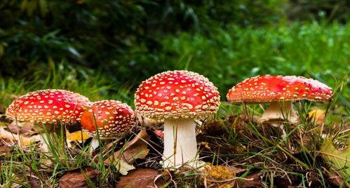 17ccgcg吃瓜爆料蘑菇,蘑菇背后的惊人真相