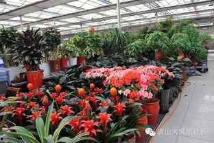 唐山花店吃瓜爆料社区,吃瓜爆料社区背后的故事