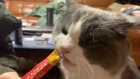 喵喵球吃瓜黑料,揭秘娱乐圈背后的真相