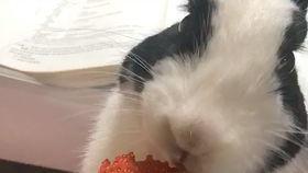 喵喵球吃瓜黑料,揭秘娱乐圈背后的真相